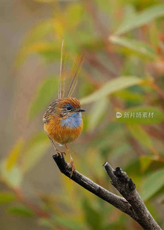 南方鸸鹋鹪鹩(Stipiturus malachurus)是一种长尾蓝喉的棕鸟，澳洲特有，自然栖息地为温带森林，地中海型灌木状植被